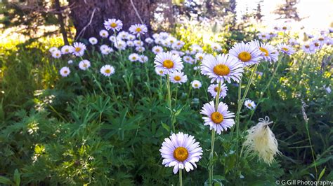 Wildflowers in Sub Alpine Meadows of Manning Park - Joy of Exploring