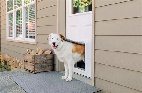 Everything You Need to Know About Dog Door Installation – Always Gree ...