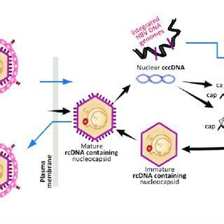 HBV replication cycle. (rc-DNA = relaxed circular DNA; HBV = hepatitis ...