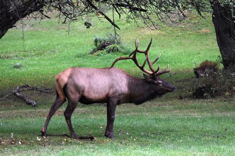 Big Bull Elk Free Stock Photo - Public Domain Pictures