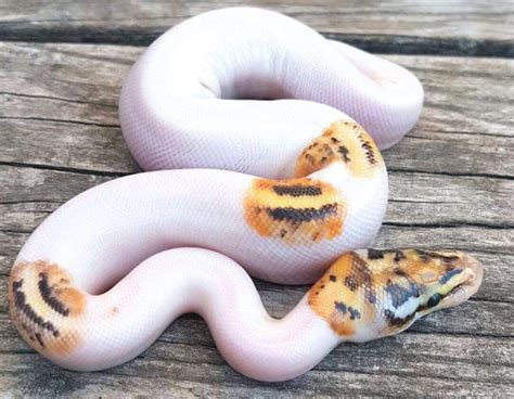 Piebald Ball Python Morph (10 Stunning Pictures + Info) HappySerpent