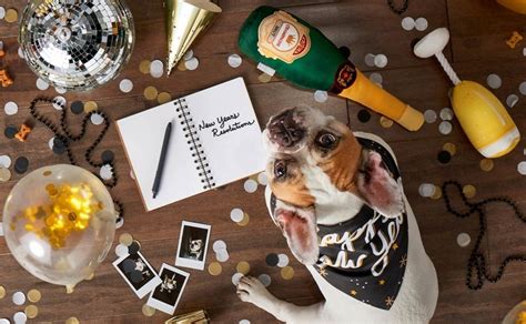 5 New York Resolution Ideas That Include Your Pet in the Tradition ...