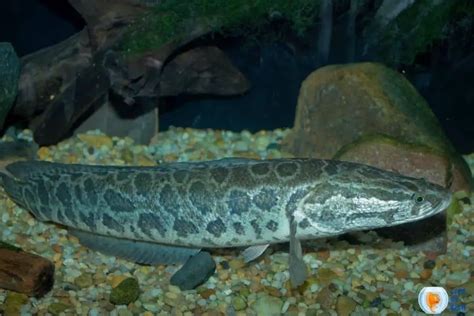 Snakehead Fish | 13 Interesting Facts About This Monster Fish