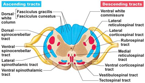 Cervical Spinal Cord Cross Section Anatomy - bmp-troll