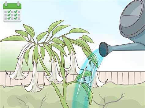 How to Plant Angel Trumpet Seeds (with Pictures) - wikiHow