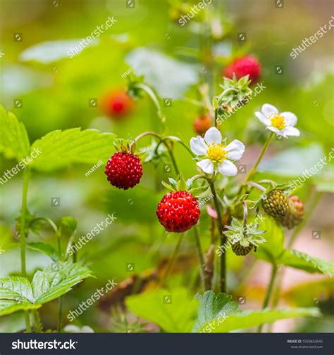 44,150 Strawberry Blossom Images, Stock Photos & Vectors | Shutterstock