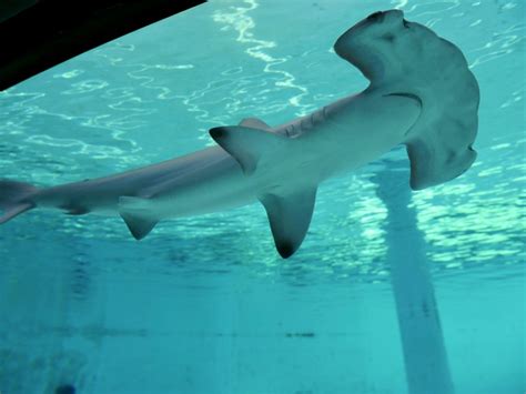 Meet the Aquarium’s New Hammerhead Shark | Aquarium News | Aquarium of ...