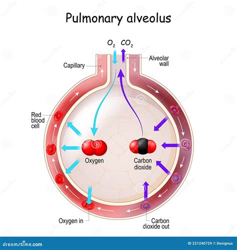 Alveolus Gas Exchange stock vector. Illustration of function - 221240729