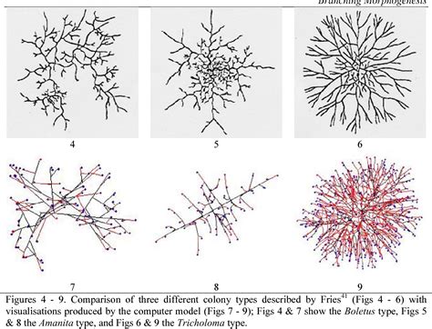 Figure 4 from Branching in Fungal Hyphae and Fungal Tissues: Growing ...