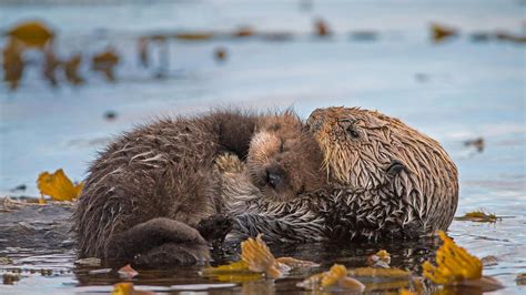 Baby Sea Otters