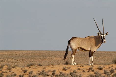 Top 50 Amazing Sahara Desert Animals - Owlcation