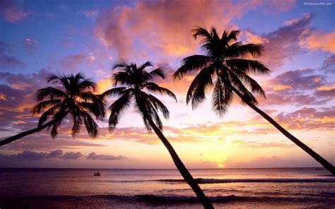 Palm Tree Beach Wallpapers - Wallpaper Cave