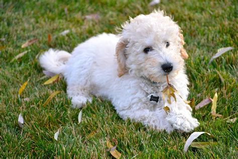 Labradoodle, Labrador Retriever and Poodle Mix - SpockTheDog.com