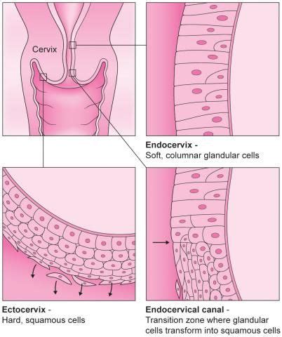 Cervical cells, ectocervix, endocervix | Ectocervix, Tissue types ...