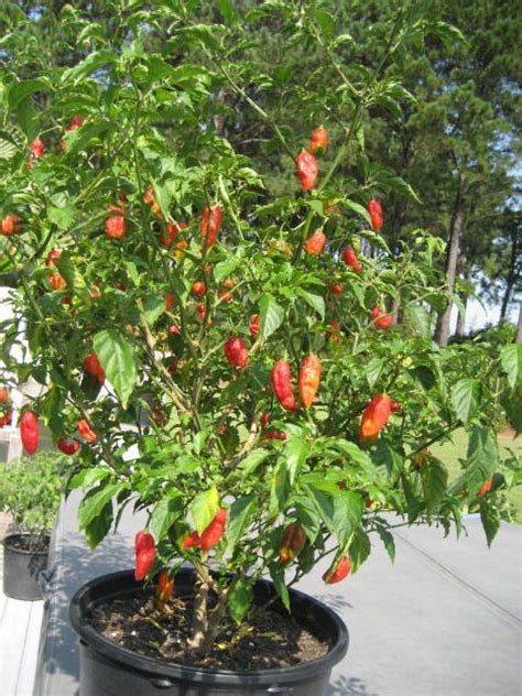 19++ Ghost pepper plant ideas | gardendream2