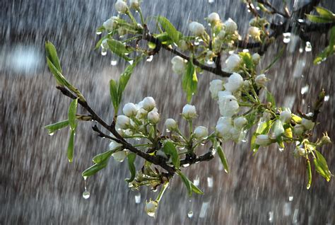 Early Spring Rain Wallpapers - Wallpaper Cave