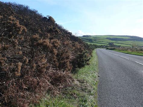 Gorse - How To Identify - A Quick and Easy Guide