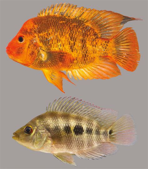 Midas Cichlid – Discover Fishes