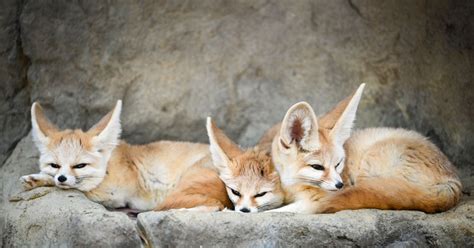 How Much Does a Fennec Fox Cost? – Discovering Employment Paths and ...