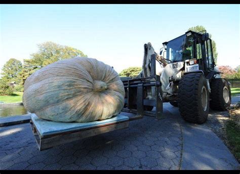 World's Largest Pumpkin 2010: Chris Stevens's 1,810-Pound Gourd ...