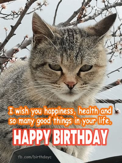 Happy Birthday, Cat image gif | Birthday Greeting | birthday.kim