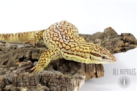 Yellow Ackie Monitor