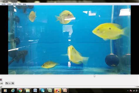 The Midas Cichlid - Whats That Fish!