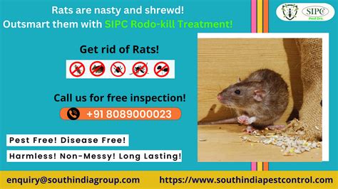 What is the best way to control rodents?-Rodent Control Bangalore | by ...