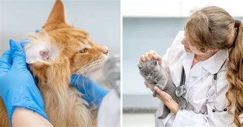 Maine Coon Ear Problems: Everything You Need To Know - MaineCoon.org