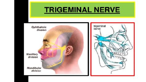 Trigeminal Nerve Branches Dermatome - Dermatomes Chart and Map