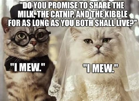 30 Funny Wedding Memes for The Bride And Groom – SheIdeas