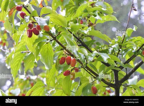 Cornus mas fruit hi-res stock photography and images - Alamy