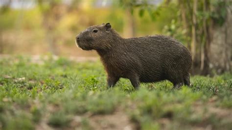 Are Rodents Mammals or Not? - Capybara Tips