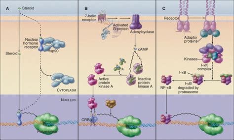 Gene Expression | Basicmedical Key