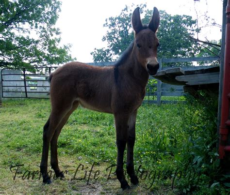 Equestrian Journey: Mule Baby!