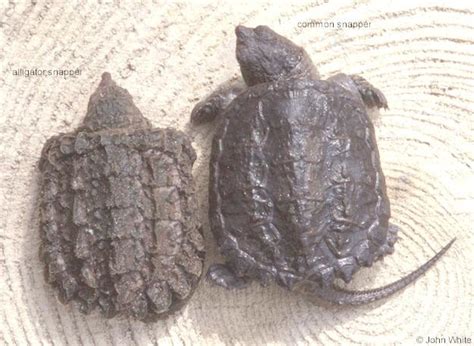 Alligator Snapping Turtle Vs Common Snapping Turtle Baby