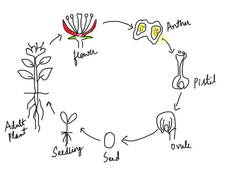 Plant Reproduction Diagram