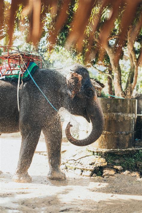 Elephant Splashing Water · Free Stock Photo