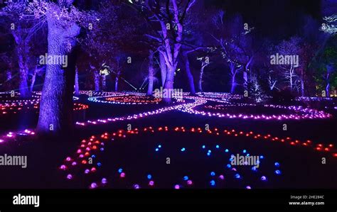 Christmas Light Trail, Botanic Gardens, Edinburgh Stock Photo - Alamy