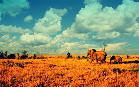 African, animals, baby, deserts, elephant, elephants, HD wallpaper ...