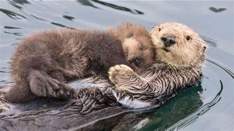 How Do Otters Sleep - HOWDOZF