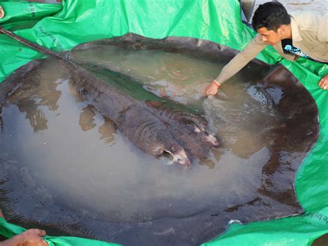 Cambodian catches world's largest recorded freshwater fish, scientists ...