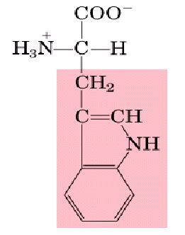 Tryptophan Amino Acid Chemical Structure Vector Stock, 51% OFF