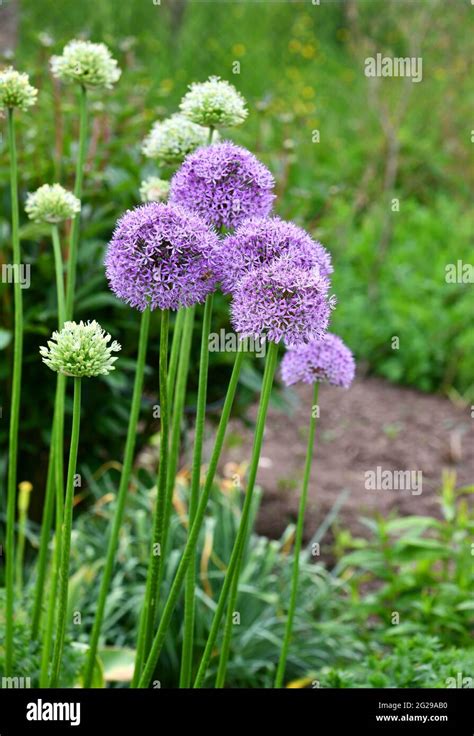 Allium nigrum in the garden Stock Photo - Alamy