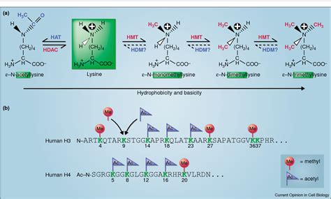 Figure 1 from Histone methylation versus histone acetylation: new ...