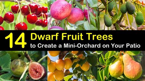 14 Dwarf Fruit Trees to Create a Mini-Orchard on Your Patio