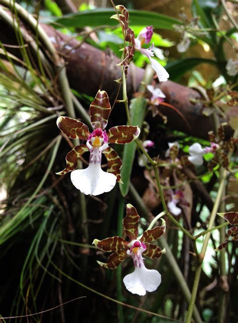 5 Things You Didn’t Know About Epiphytes: A Visit to Orchídeas Moxvinq ...