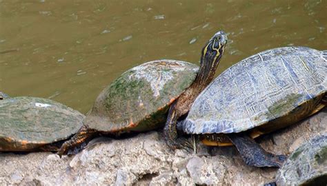 Pond and Box Turtles (Family Emydidae) · iNaturalist Canada