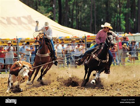 Two cowboys roping cow at rodeo. Queensland, Australia Stock Photo ...