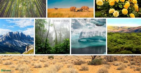 Different Types of Ecosystems & Characteristics | Earth Reminder